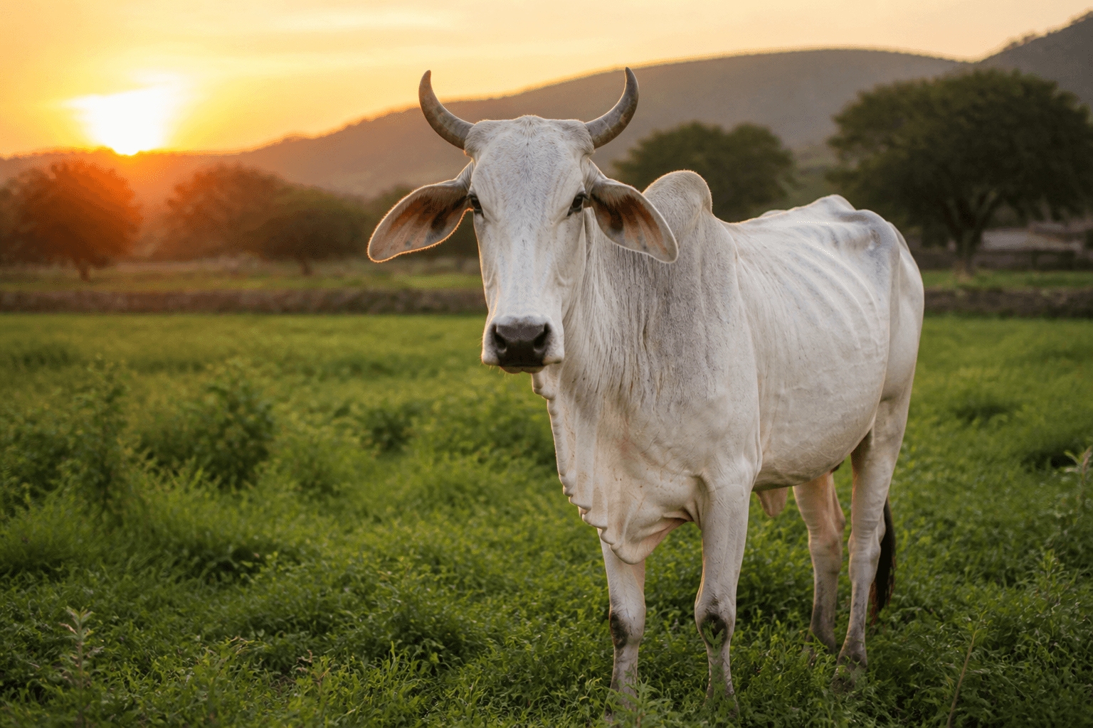 हरियाणा नस्ल की गाय